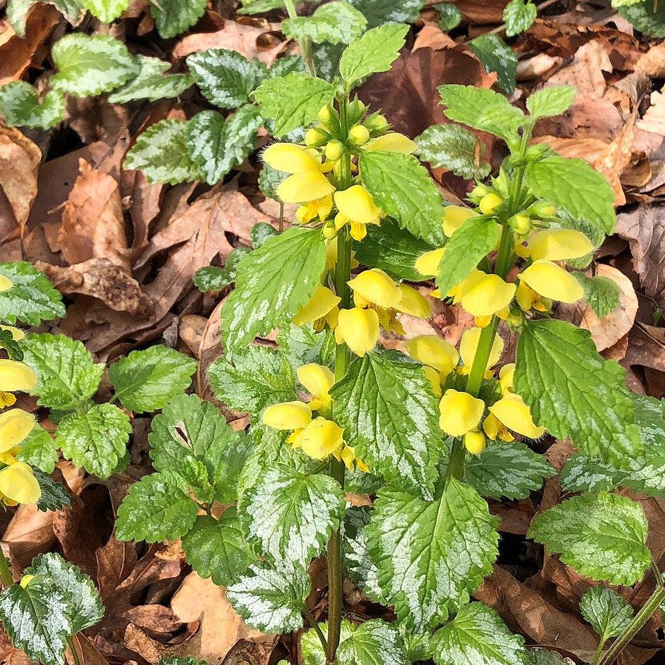 Yellow Archangel, Variegated Yellow Archangel - Image 4