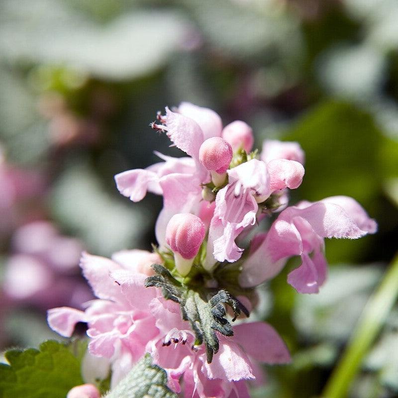 Deadnettle, Pink Pewter Deadnettle - Image 3
