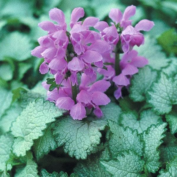 Deadnettle, Orchid Frost Deadnettle - Image 2