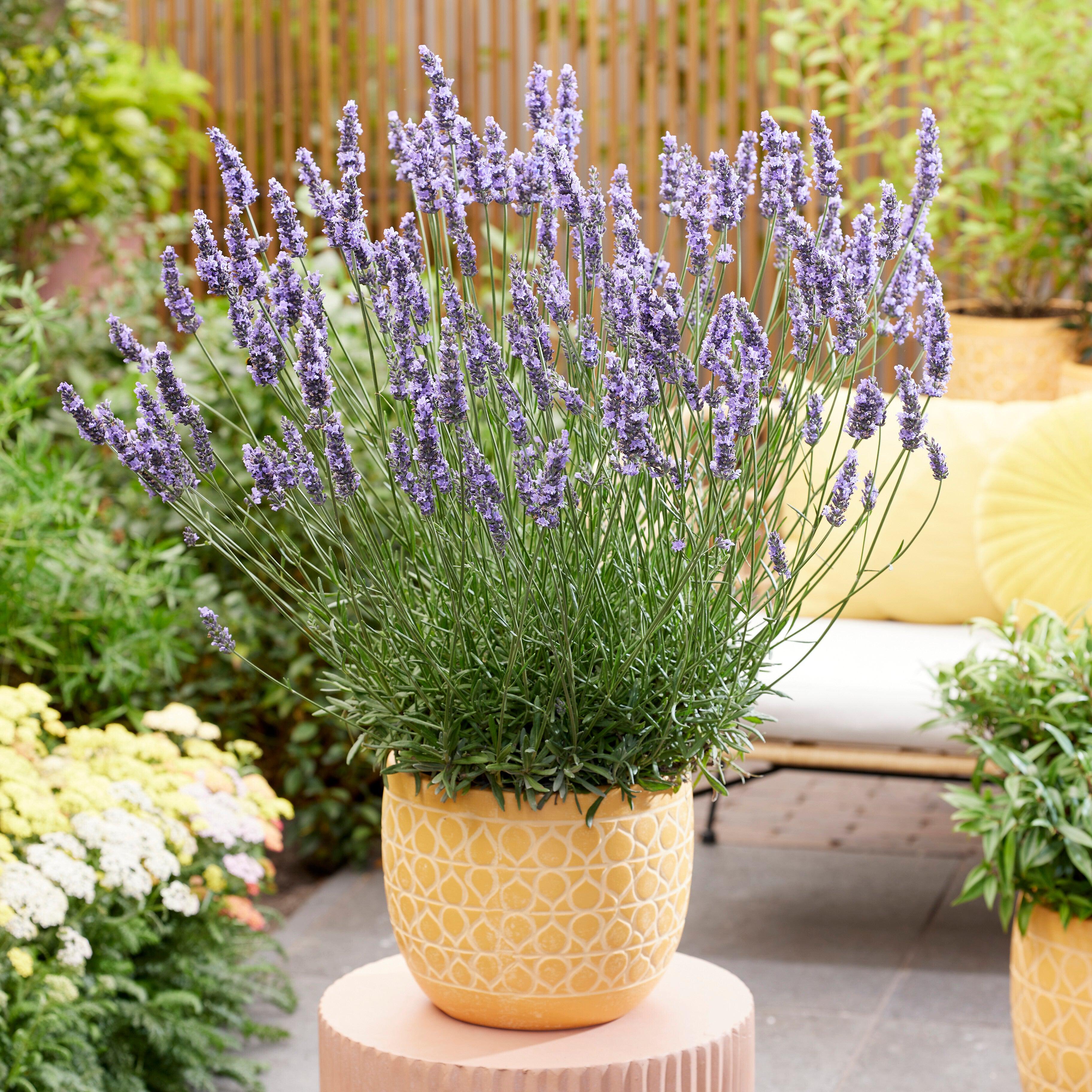 Lavender, Sensational!® Lavender - Image 2
