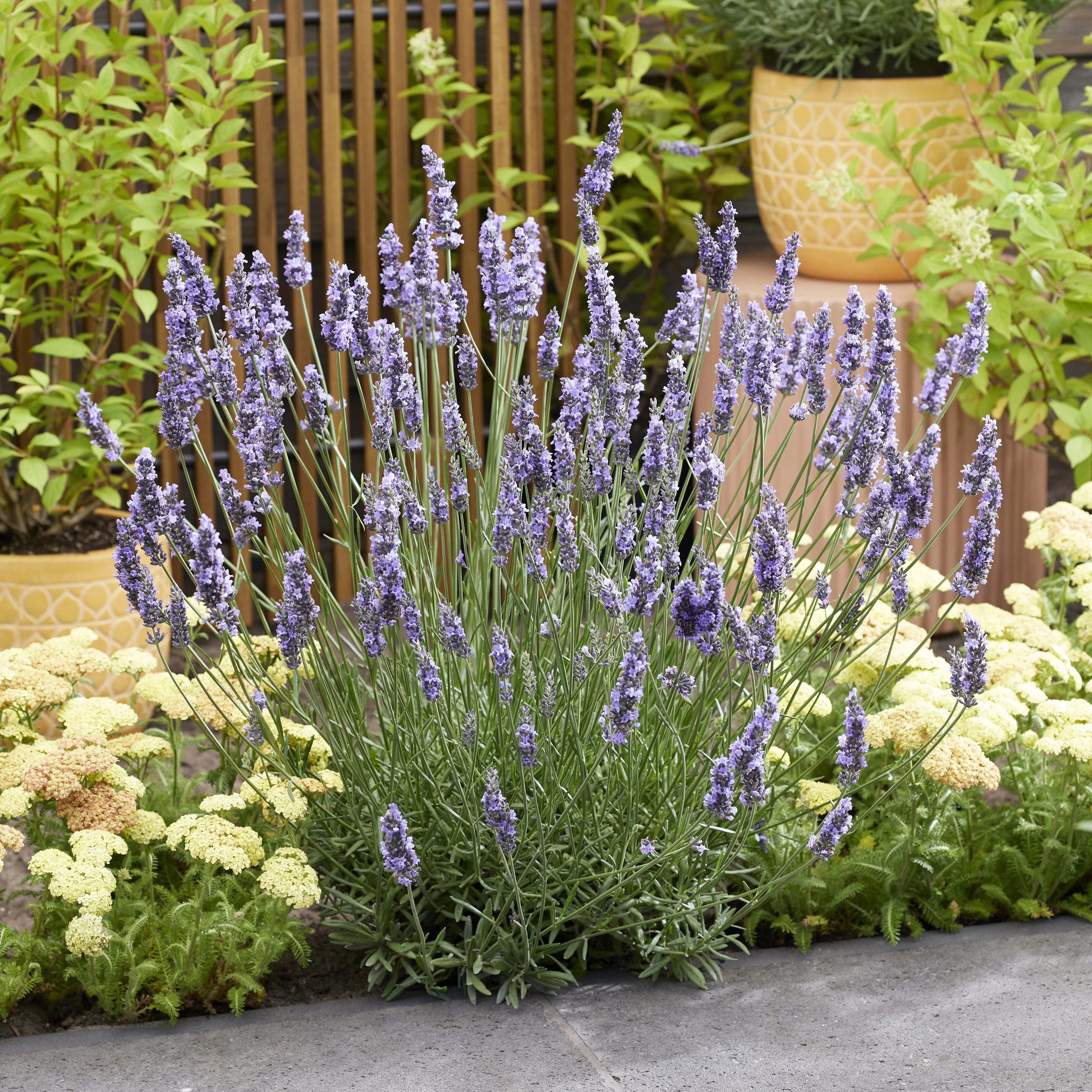 Lavender, Sensational!® Lavender - Image 4