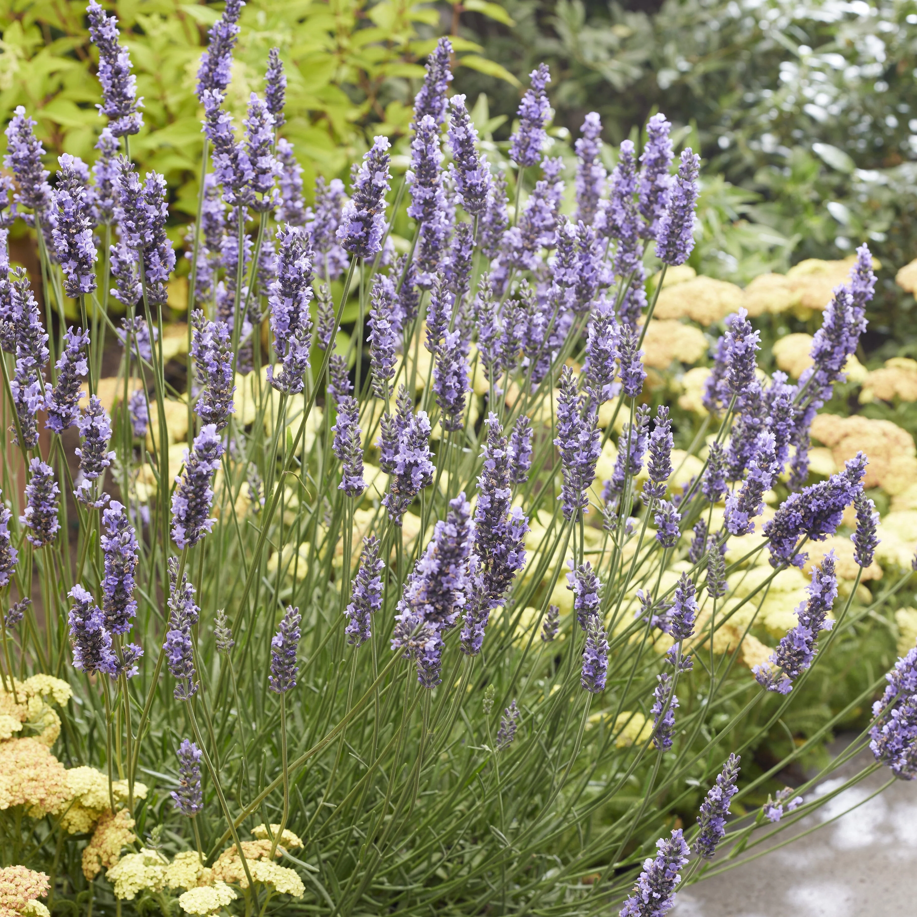 Lavender, Sensational!® Lavender - Image 5