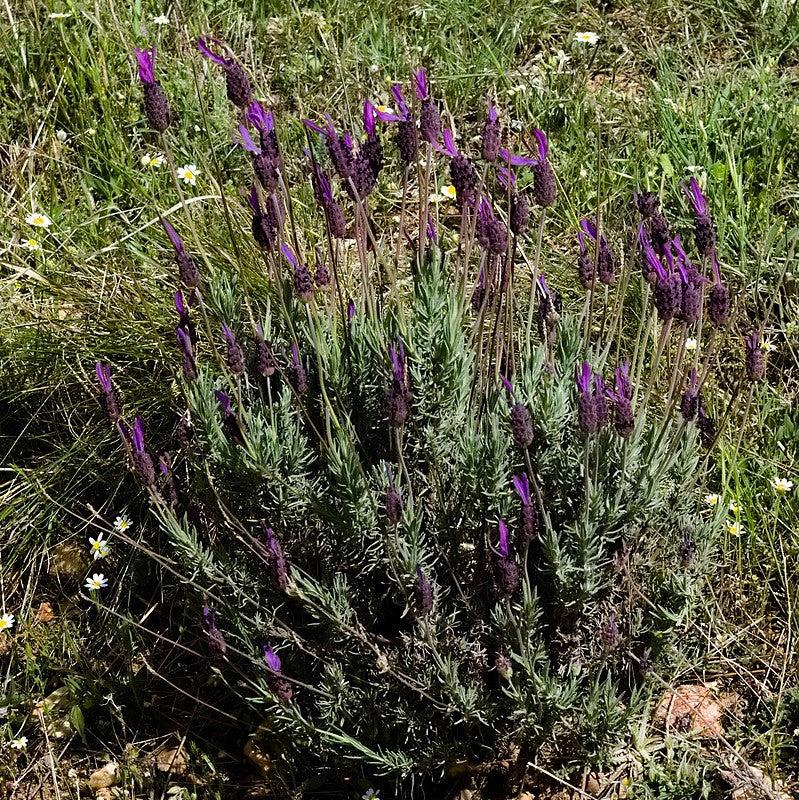 Lavender, Primavera Spanish Lavender