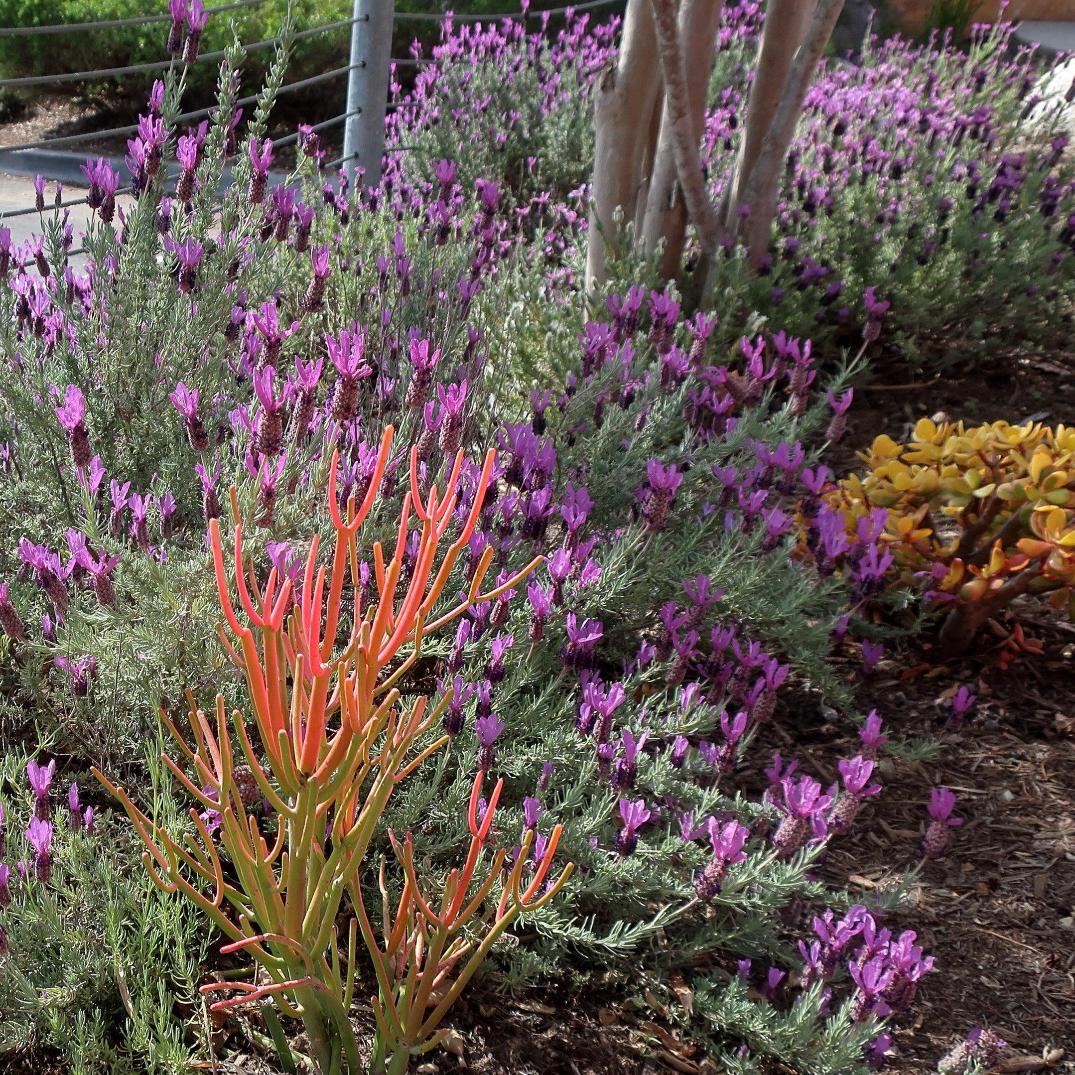Lavender, Primavera Spanish Lavender - Image 2