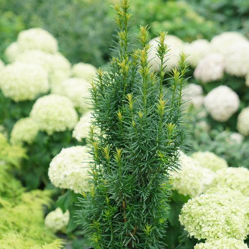 Elderberry, Lemony Lace® Elderberry - Image 4
