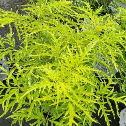 Elderberry, Lemony Lace® Elderberry - Image 5