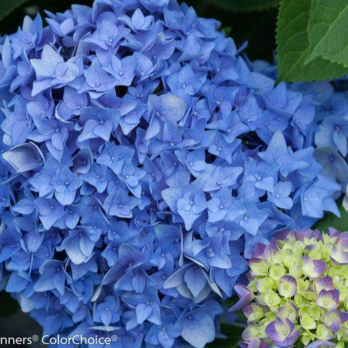 Hydrangea, Let's Dance® Rhythmic Blue® Macrophylla Hydrangea - Image 2