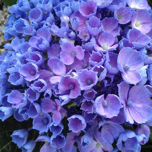 Hydrangea, Let's Dance® Rhythmic Blue® Macrophylla Hydrangea - Image 3