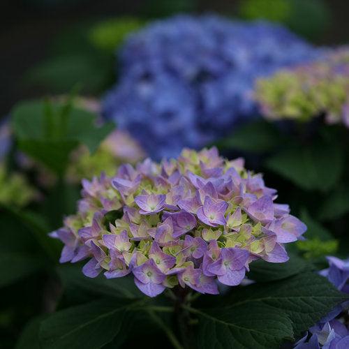 Hydrangea, Let's Dance® Rhythmic Blue® Macrophylla Hydrangea - Image 4