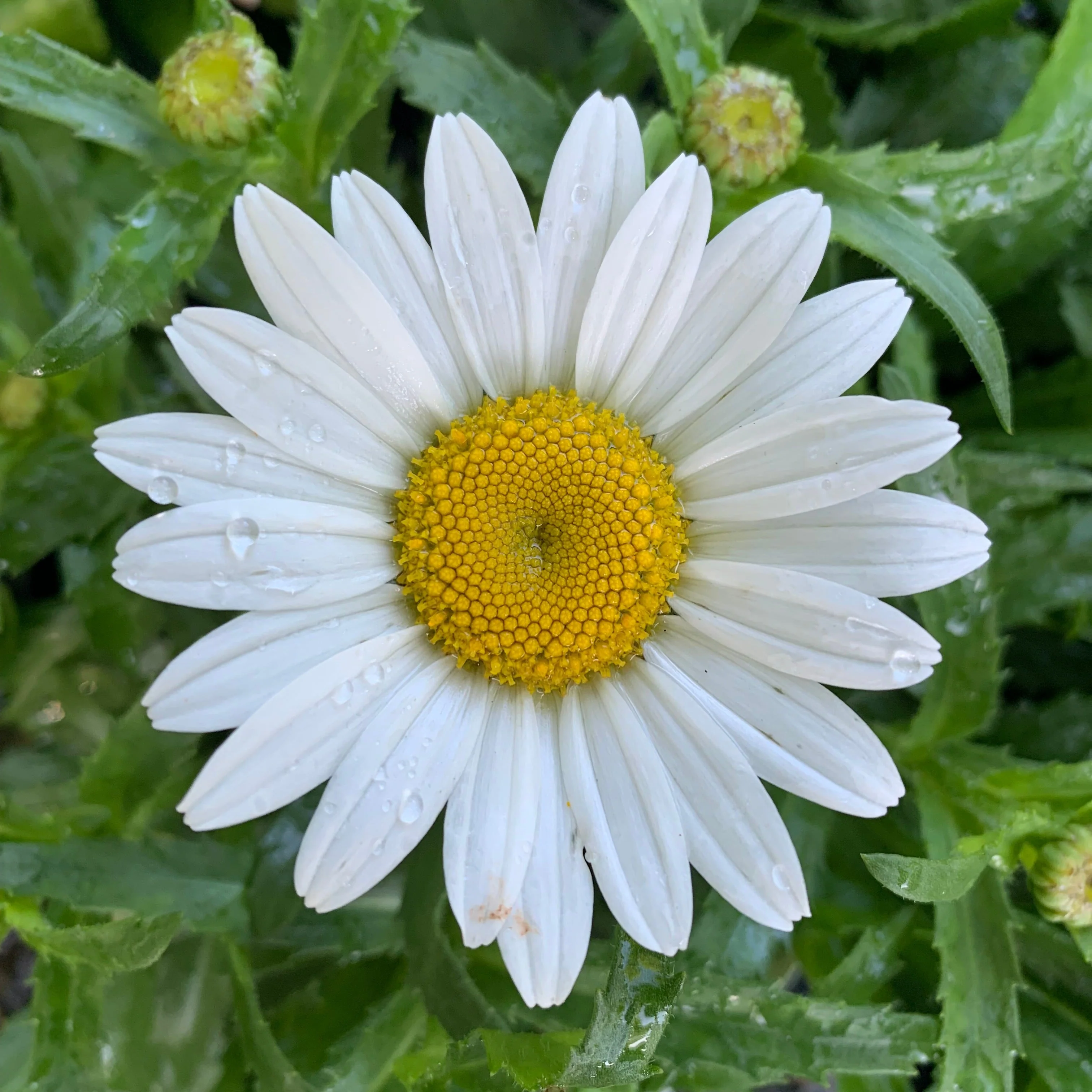 Shasta Daisy, Snowcap Shasta Daisy