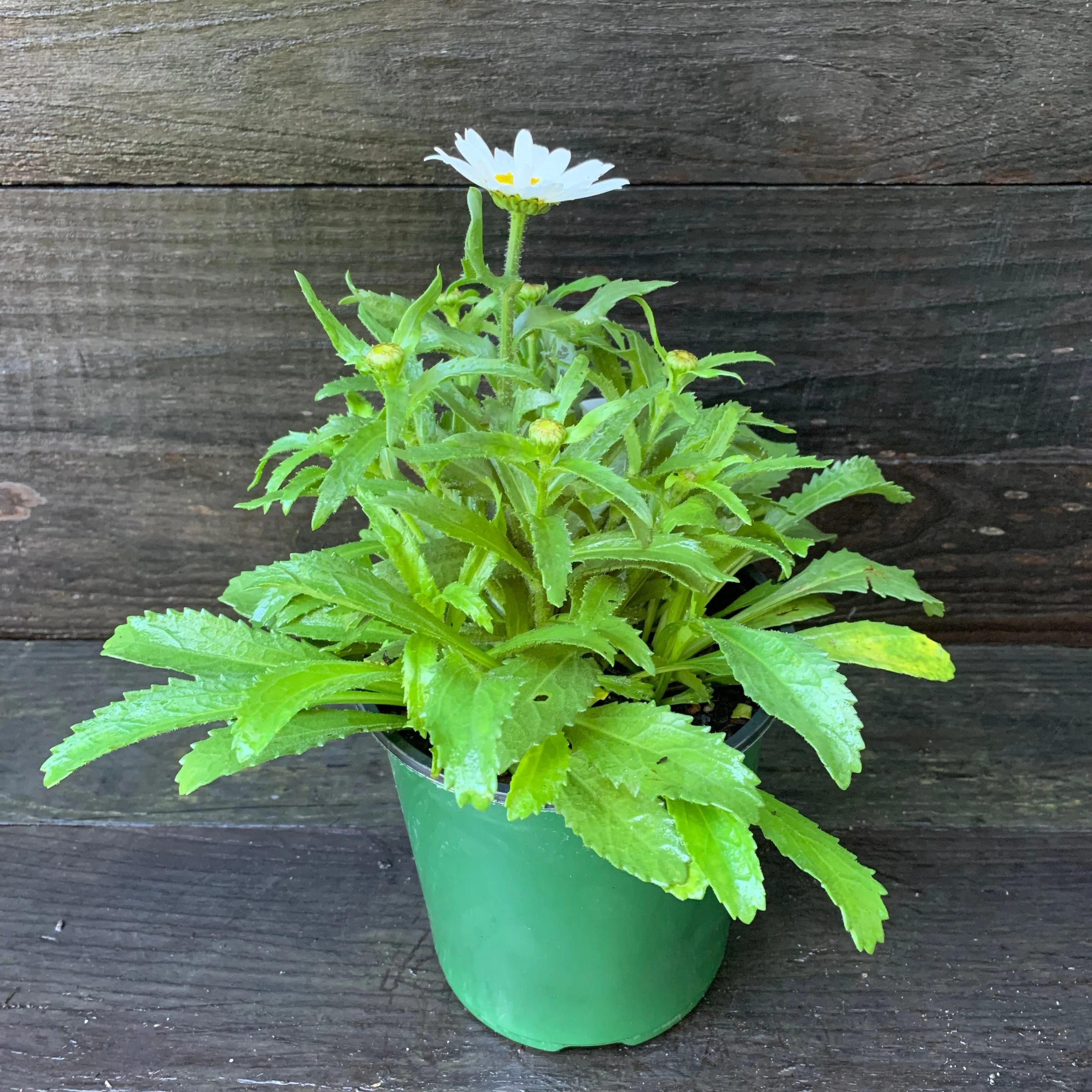 Shasta Daisy, Snowcap Shasta Daisy - Image 2