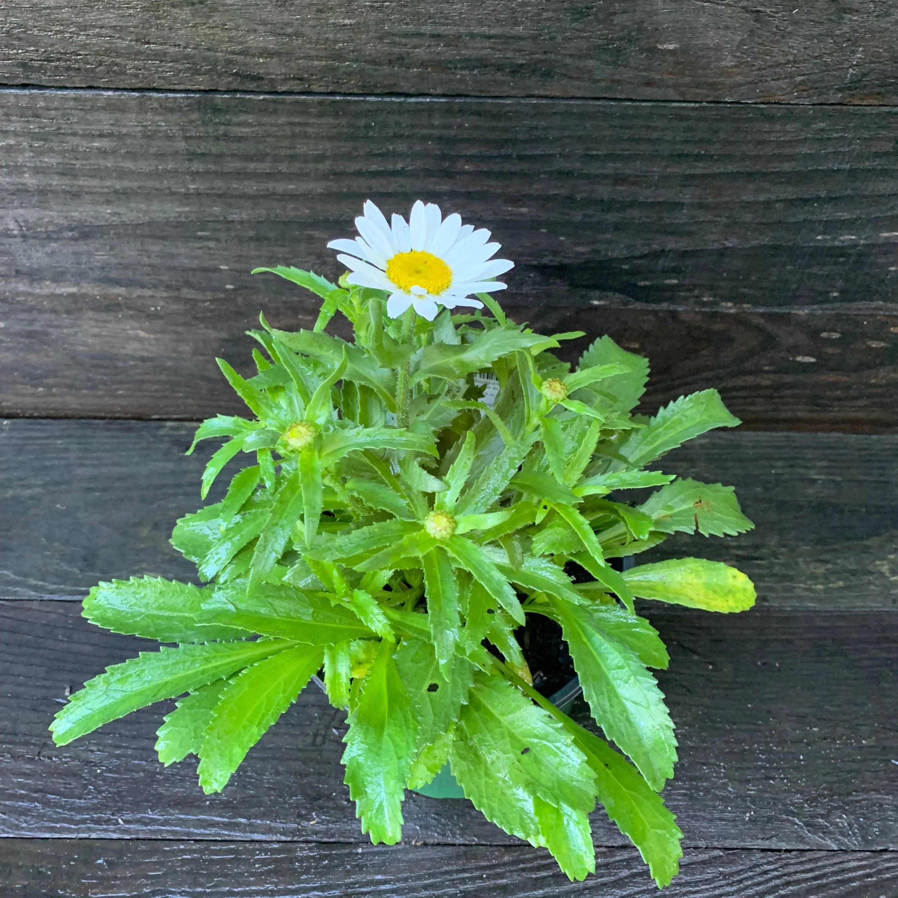 Shasta Daisy, Snowcap Shasta Daisy - Image 3
