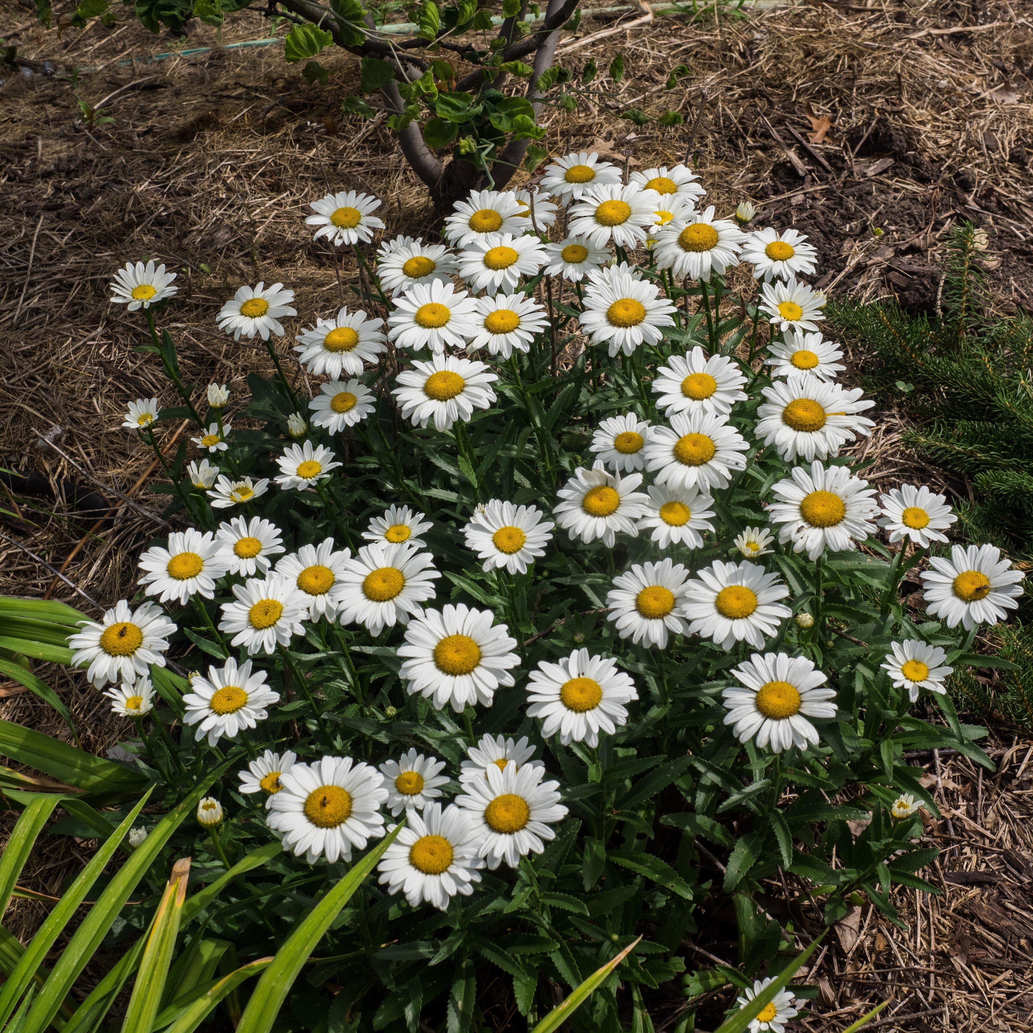 Shasta Daisy, Snowcap Shasta Daisy - Image 4