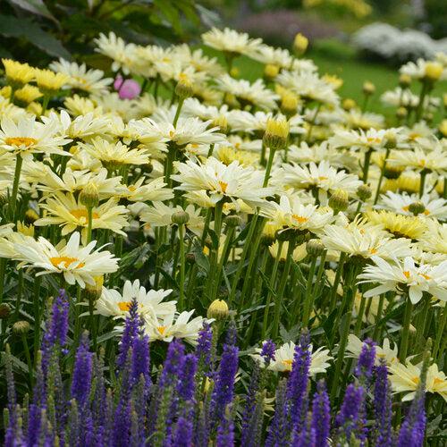 Shasta Daisy, PW® Amazing Daisies® Banana Cream II Shasta Daisy