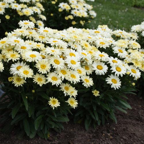 Shasta Daisy, PW® Amazing Daisies® Banana Cream II Shasta Daisy - Image 2