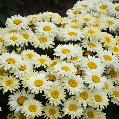 Shasta Daisy, PW® Amazing Daisies® Banana Cream II Shasta Daisy - Image 3