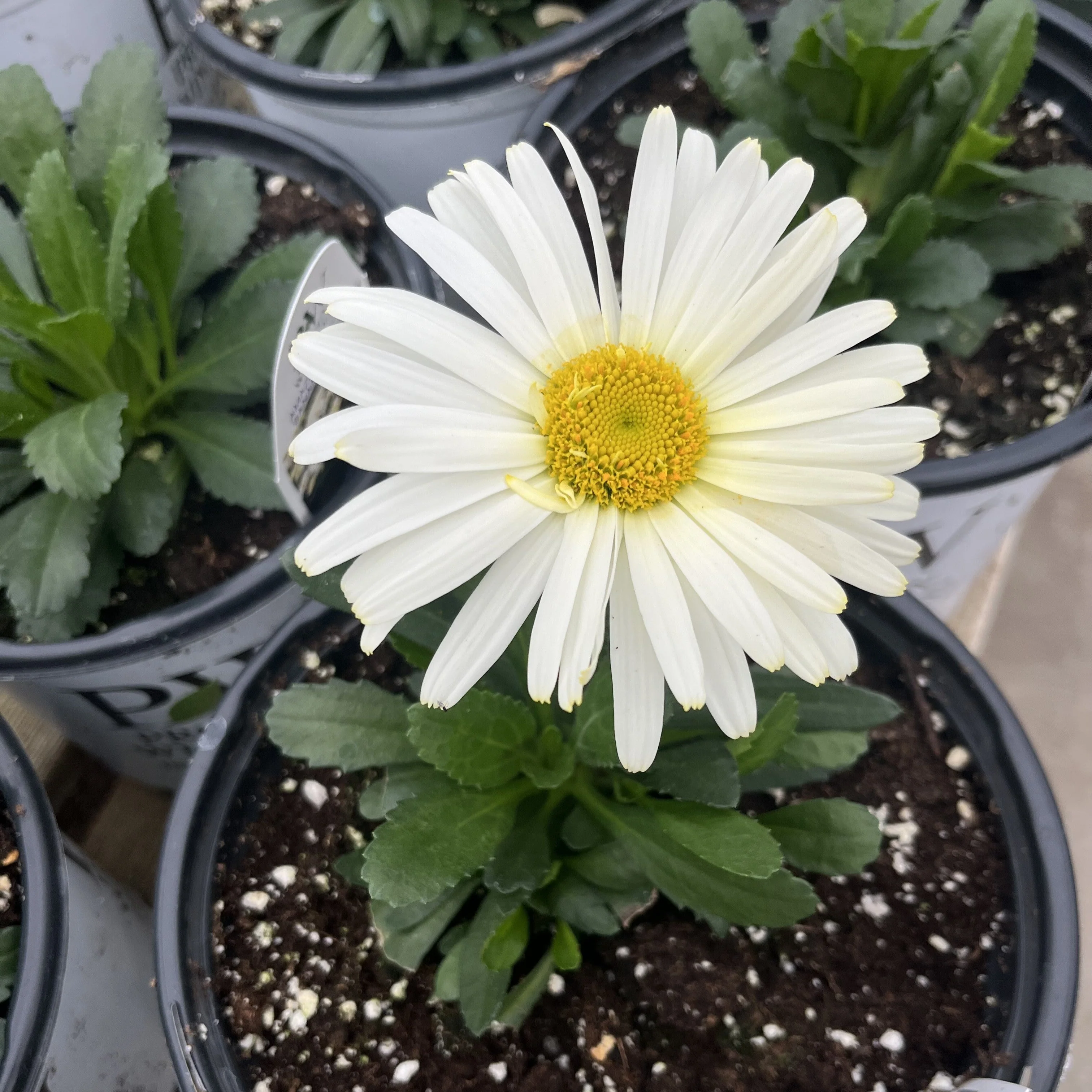 Shasta Daisy, PW® Amazing Daisies® Banana Cream II Shasta Daisy - Image 4