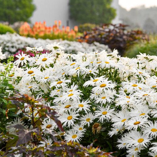 Shasta Daisy, Amazing Daisies® Spun Silk Shasta Daisy - Image 2
