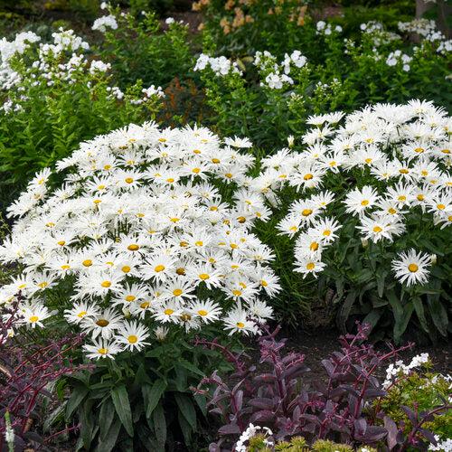 Shasta Daisy, Amazing Daisies® Spun Silk Shasta Daisy - Image 3