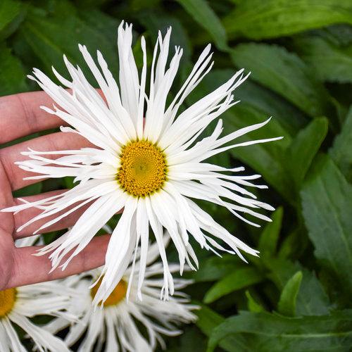 Shasta Daisy, Amazing Daisies® Spun Silk Shasta Daisy - Image 4