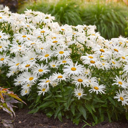 Shasta Daisy, Amazing Daisies® Spun Silk Shasta Daisy - Image 5