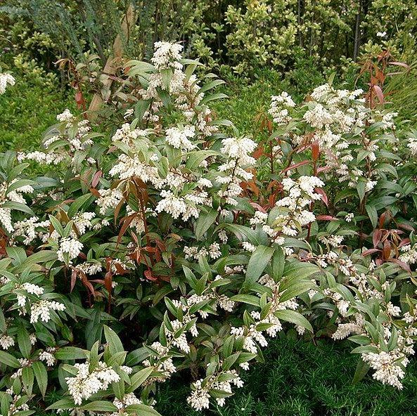 Leucothoe, Coastal Leucothoe
