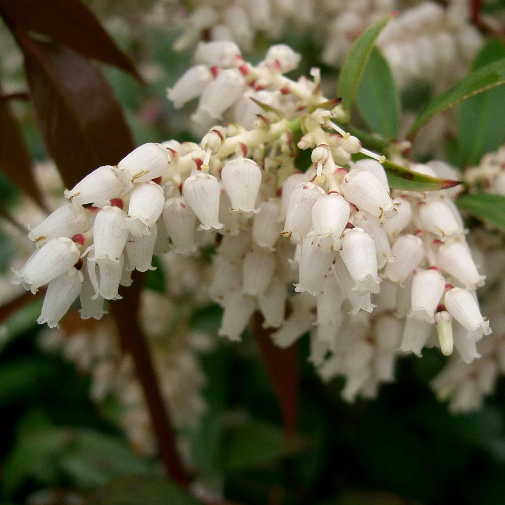 Leucothoe, Coastal Leucothoe - Image 2
