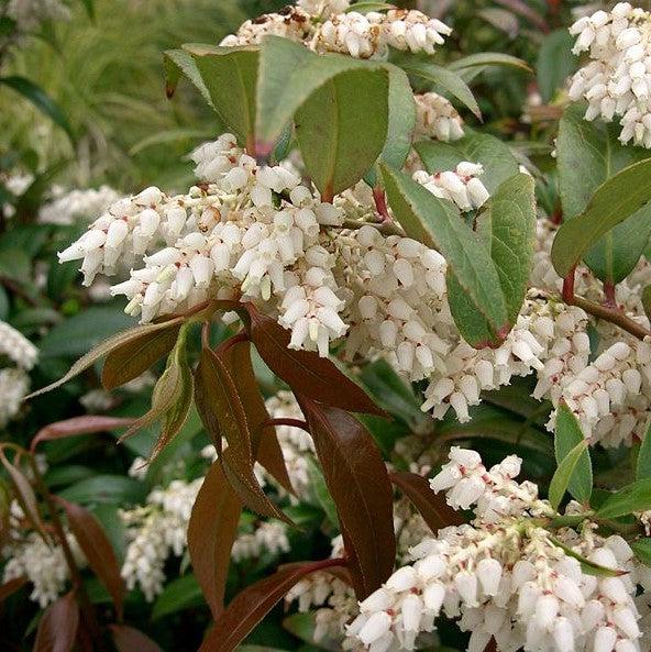 Leucothoe, Coastal Leucothoe - Image 3