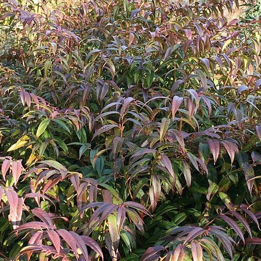 Leucothoe, Coastal Leucothoe - Image 4
