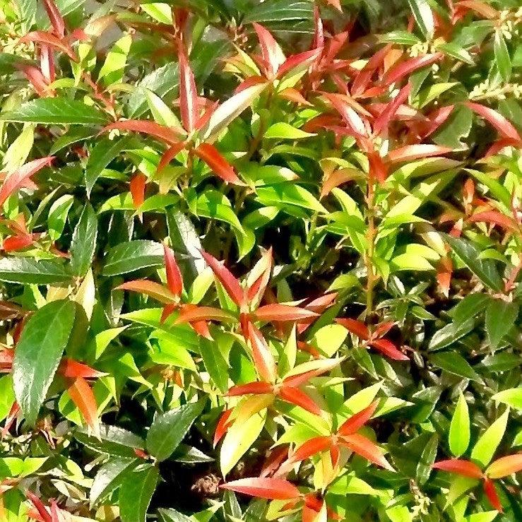 Leucothoe, ReJoyce Leucothoe