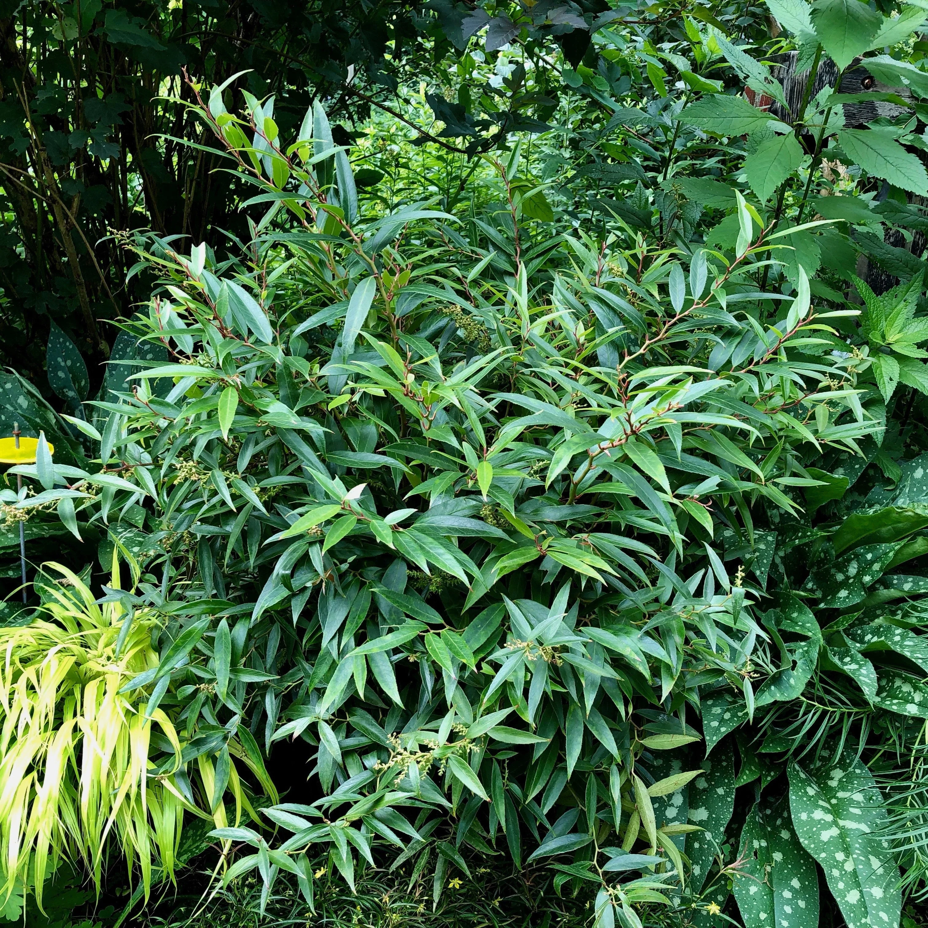 Leucothoe, ReJoyce Leucothoe - Image 2