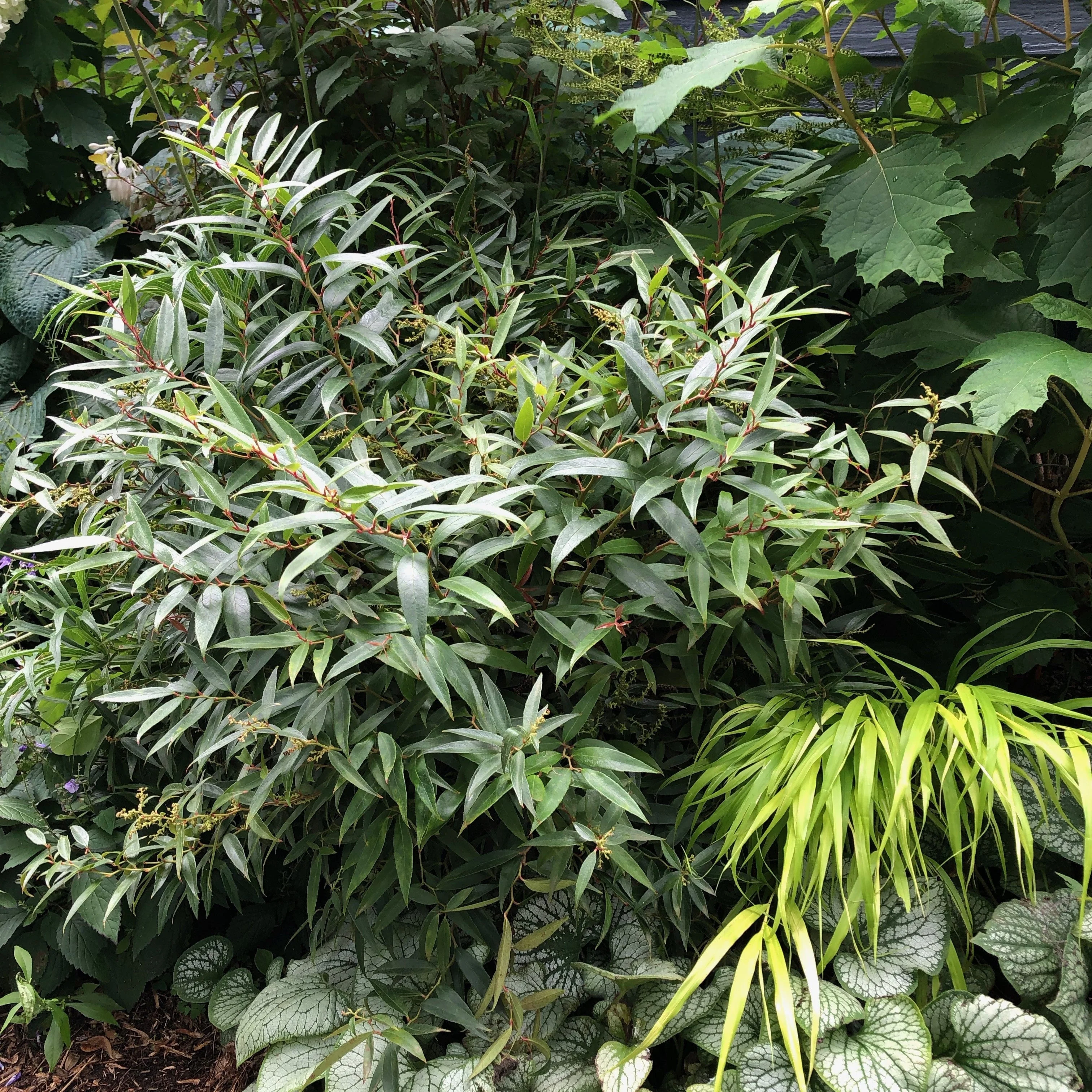 Leucothoe, ReJoyce Leucothoe - Image 3
