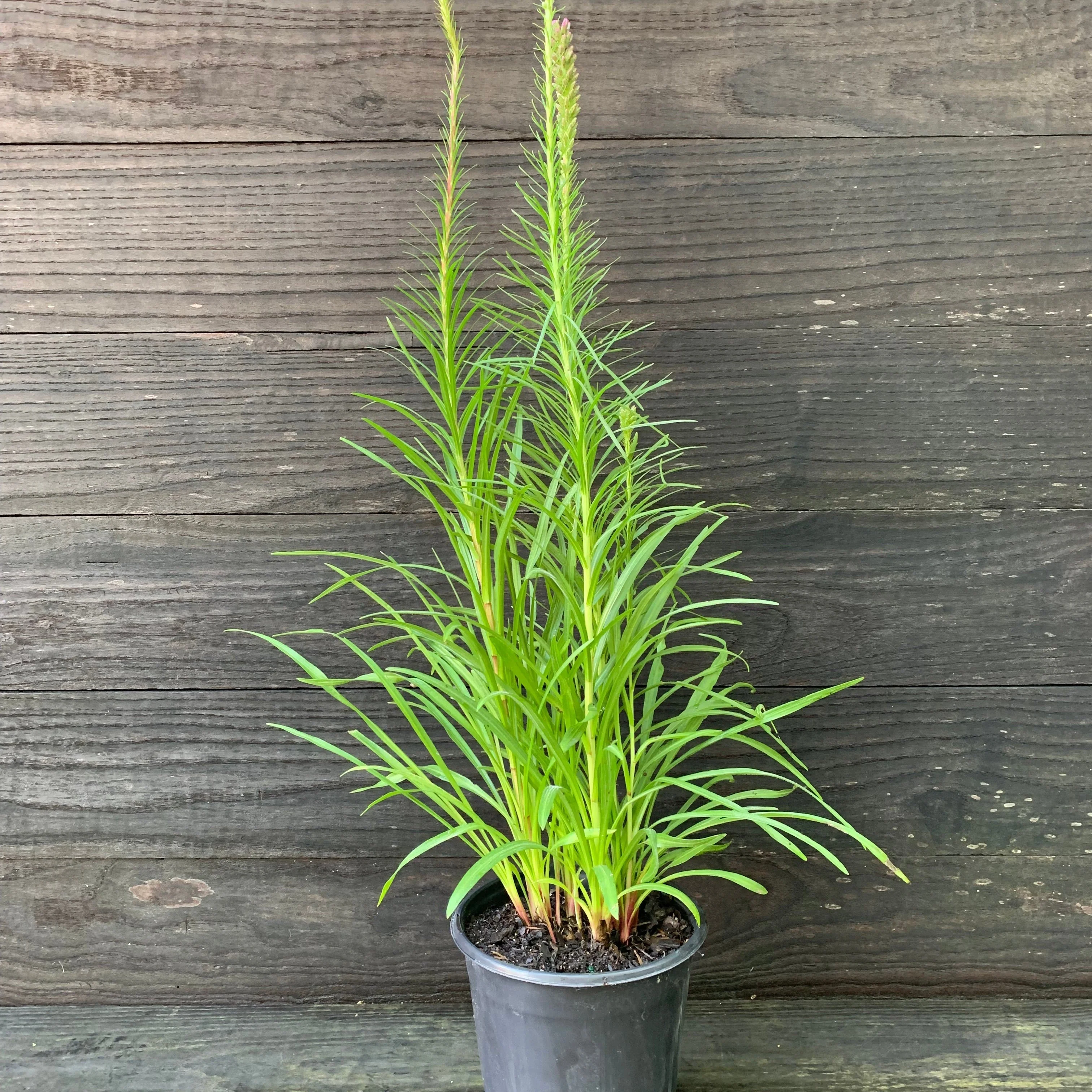 Gayfeather, Marsh Blazing Star, Gayfeather - Image 3