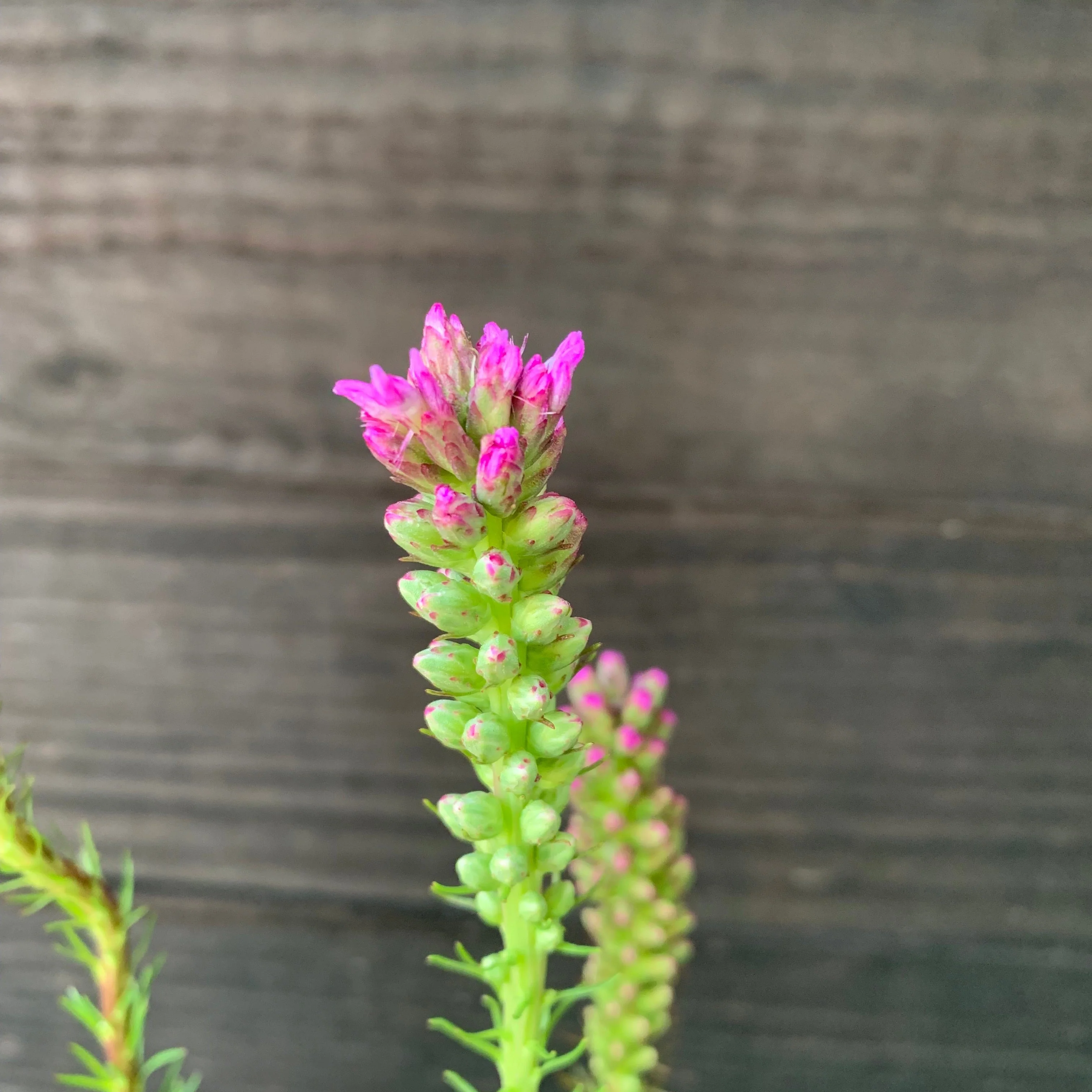 Gayfeather, Marsh Blazing Star, Gayfeather - Image 4