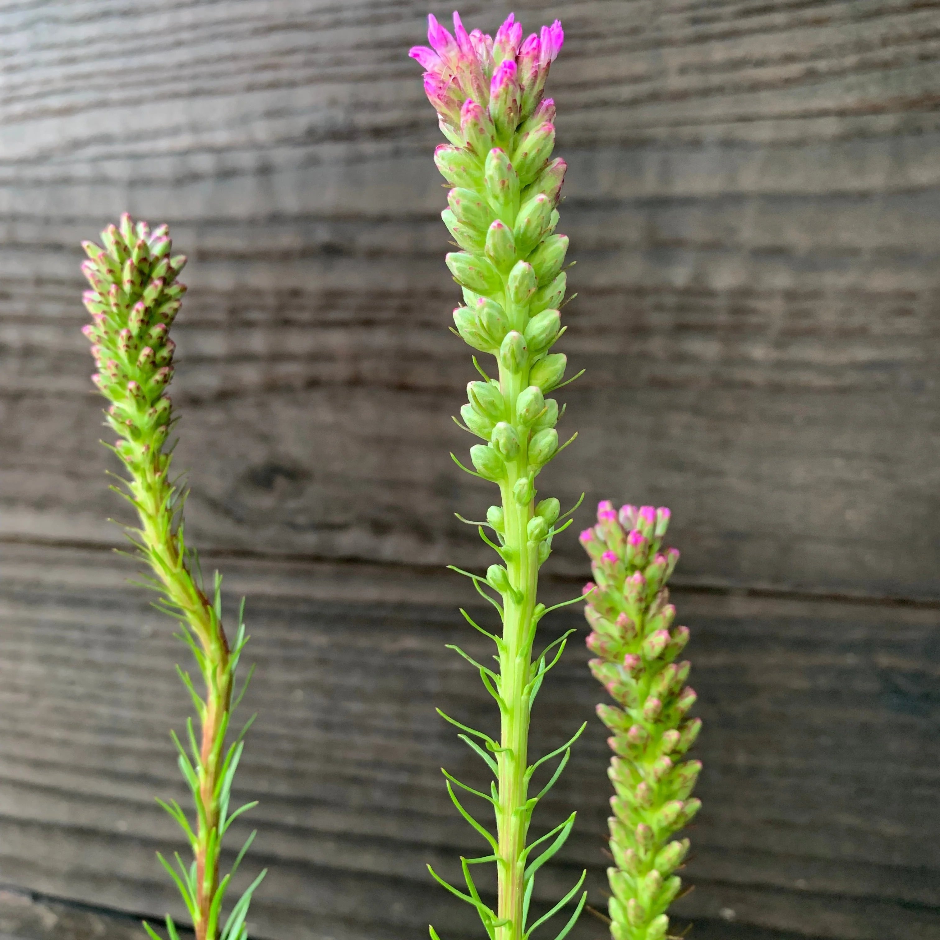 Gayfeather, Marsh Blazing Star, Gayfeather - Image 5