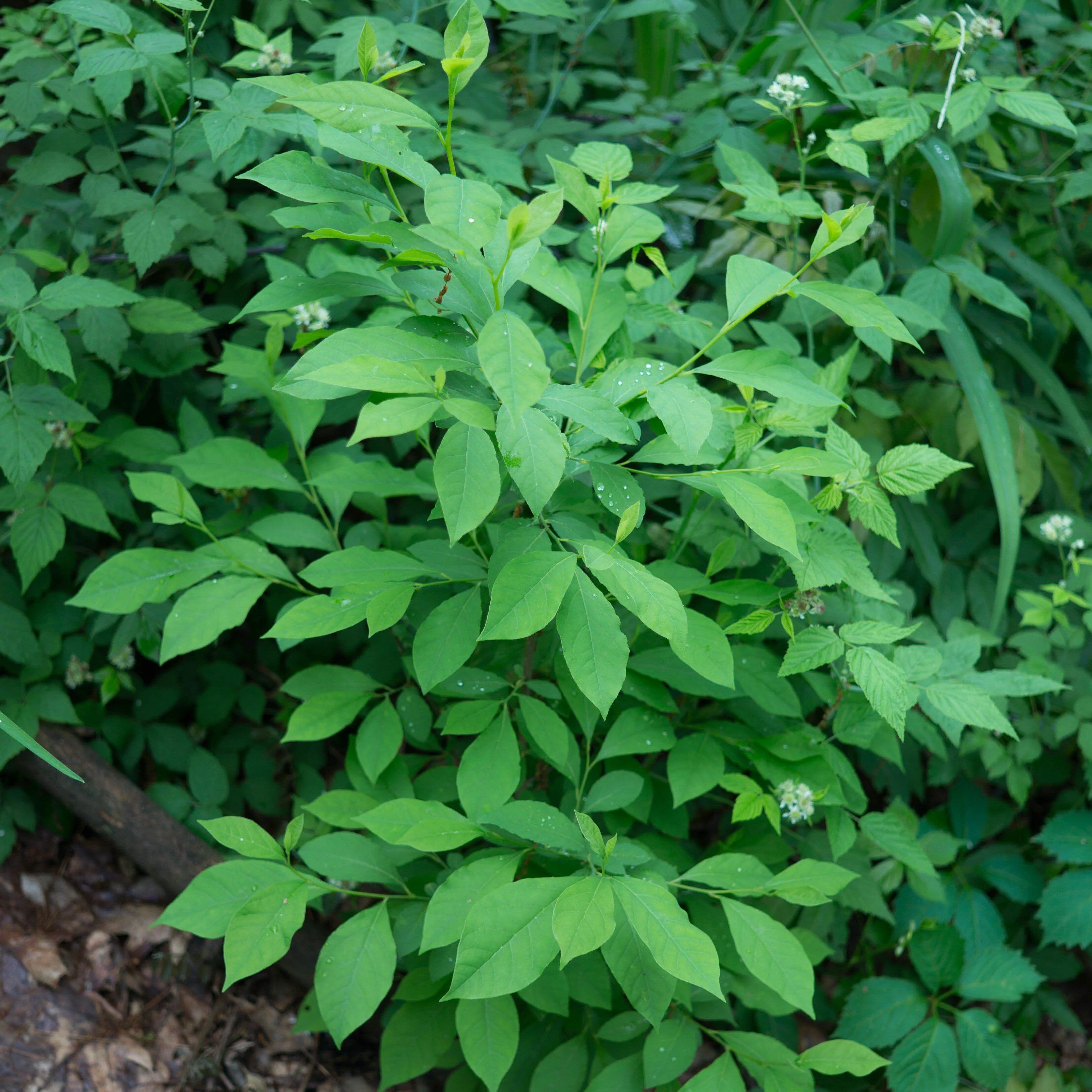 Spicebush