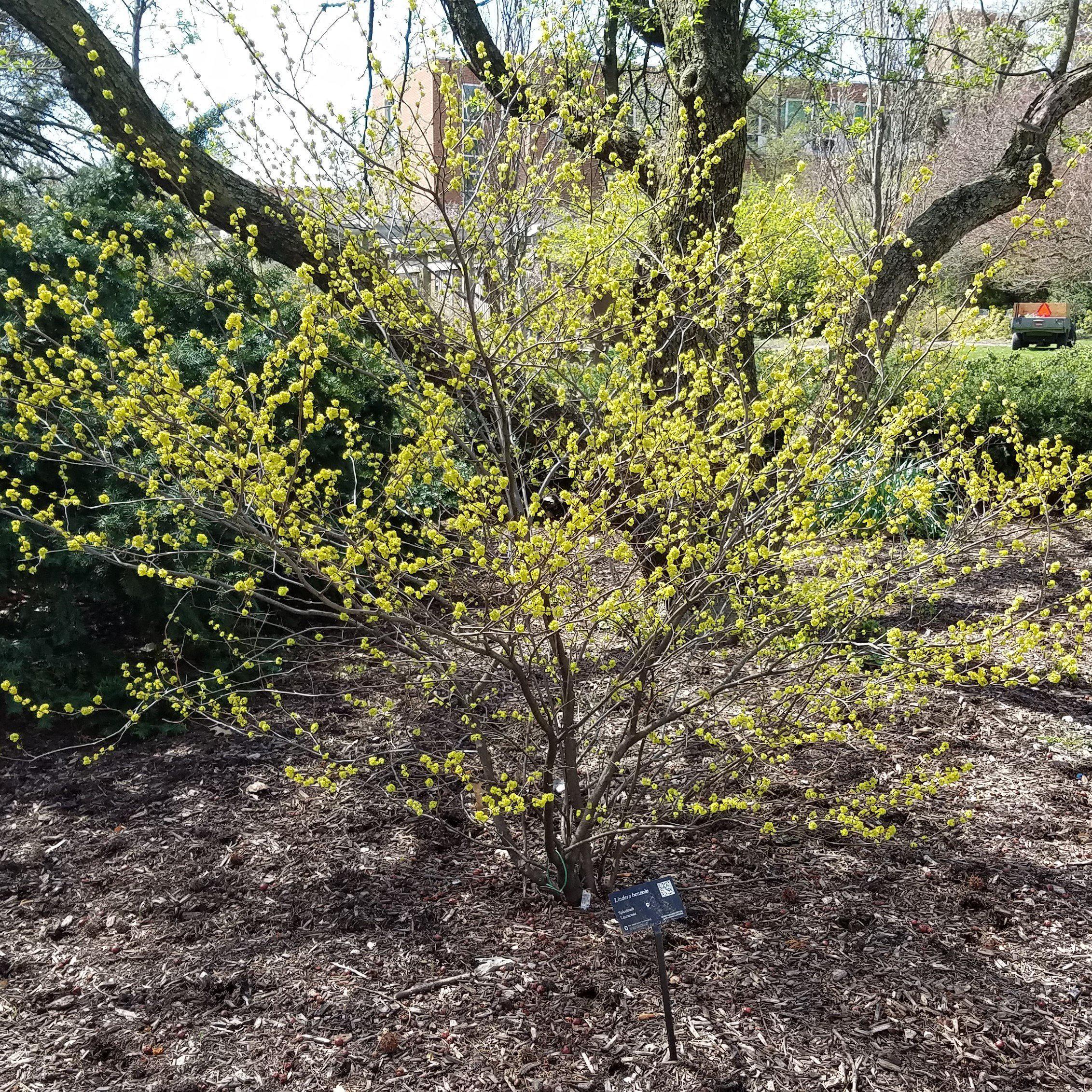 Spicebush - Image 2