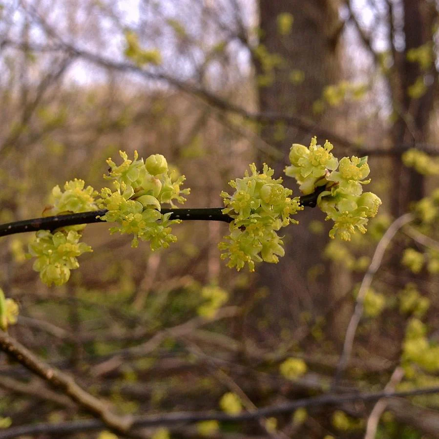 Spicebush - Image 3