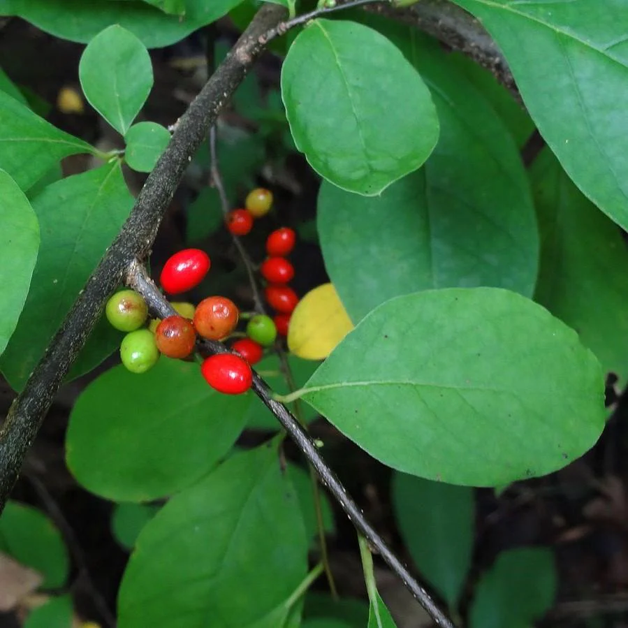 Spicebush - Image 4