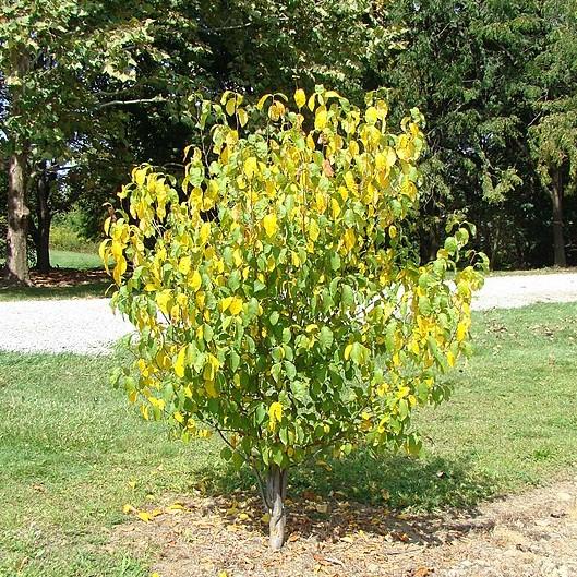 Spicebush - Image 5