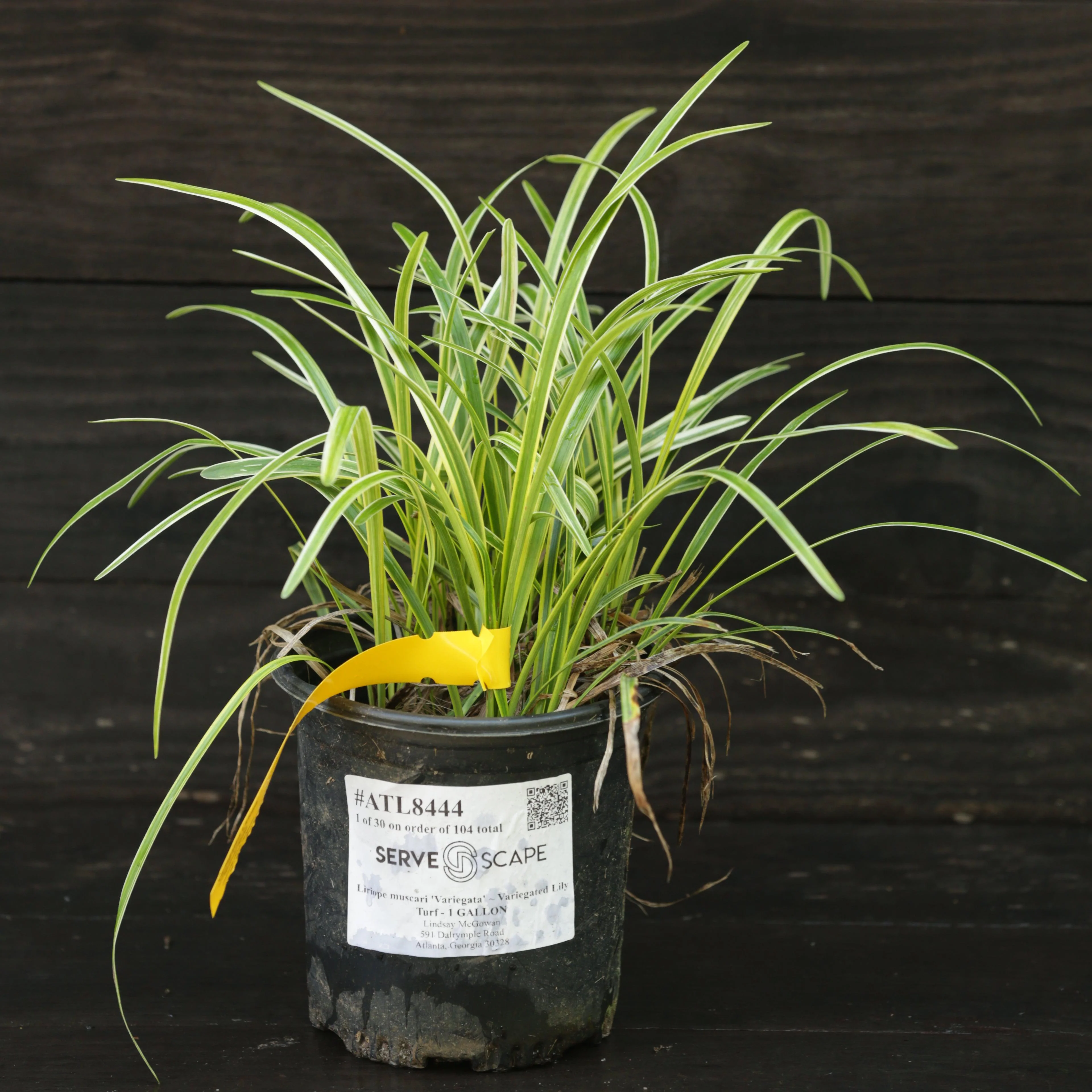 Grass, Variegated Lily Turf - Image 3