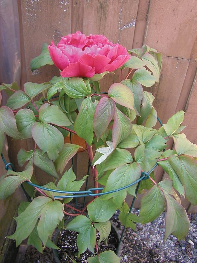 18"x36" Double Ring Peony Flower Support - Image 2