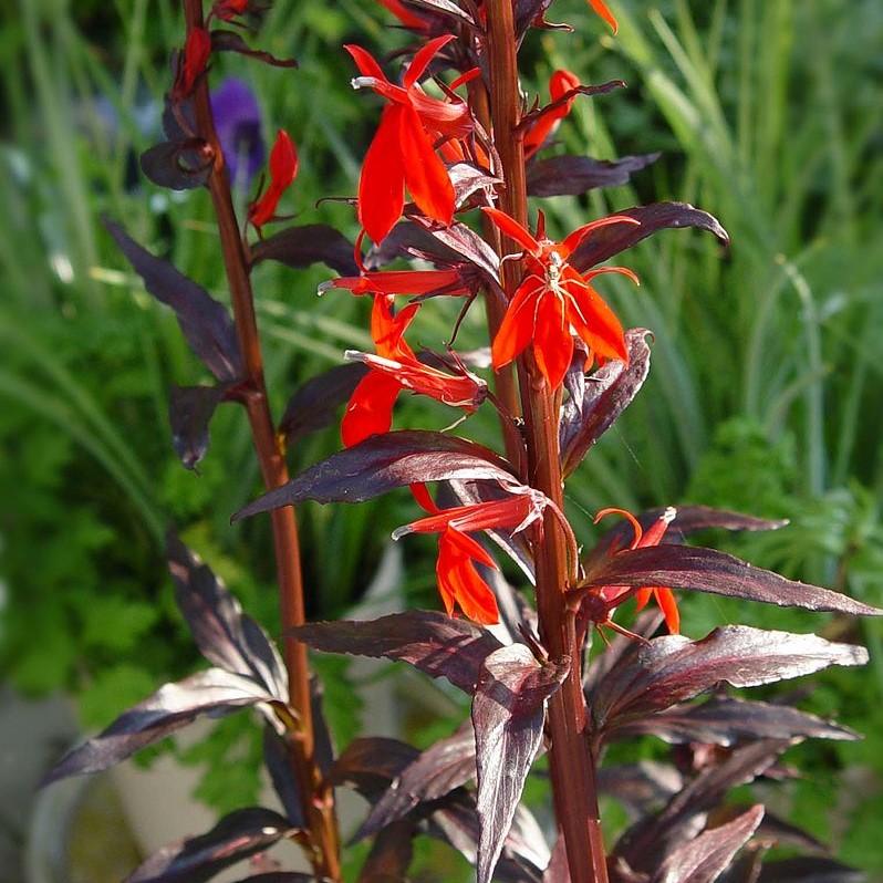 Cardinal Flower, Black Truffle Cardinal Flower