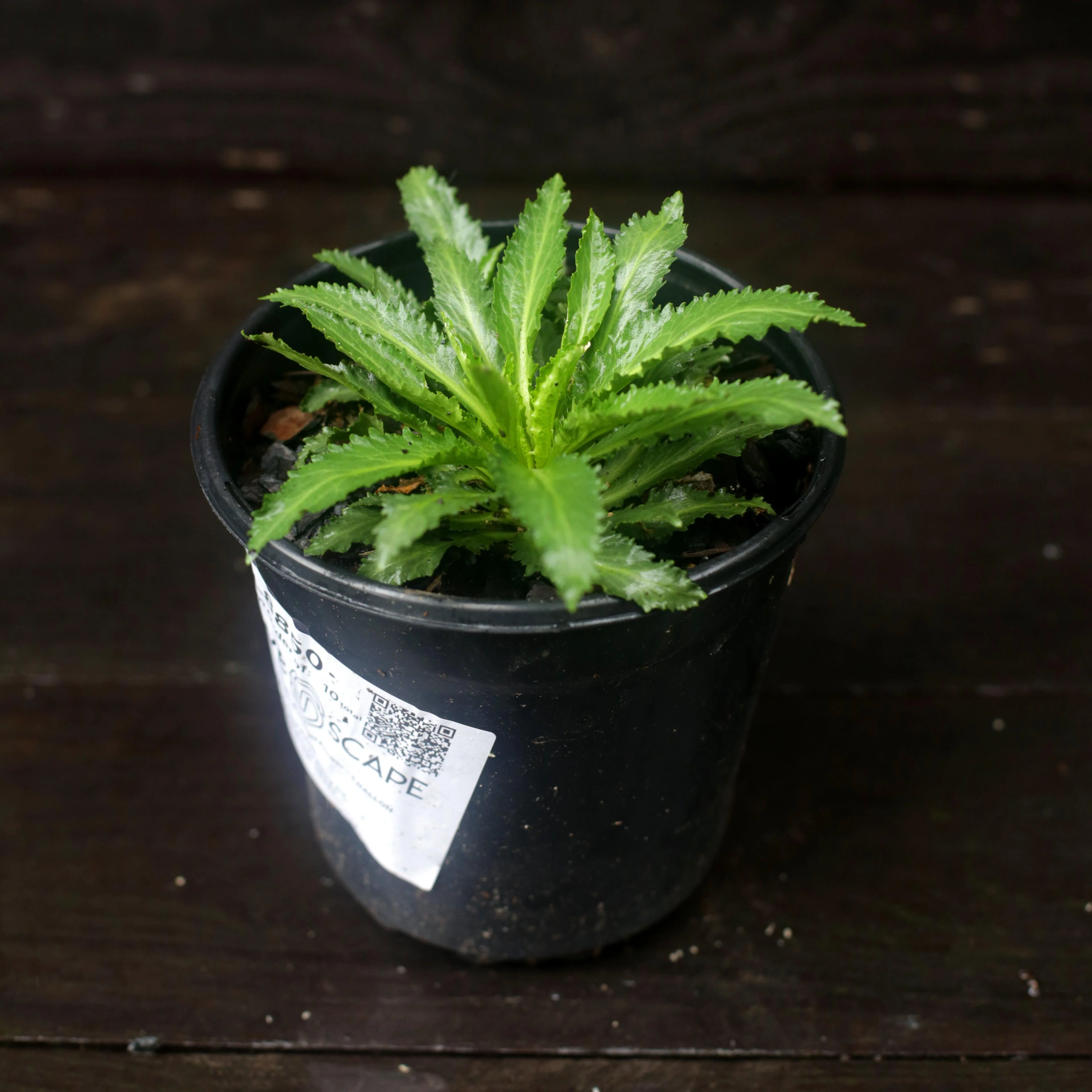 Cardinal Flower - Image 3