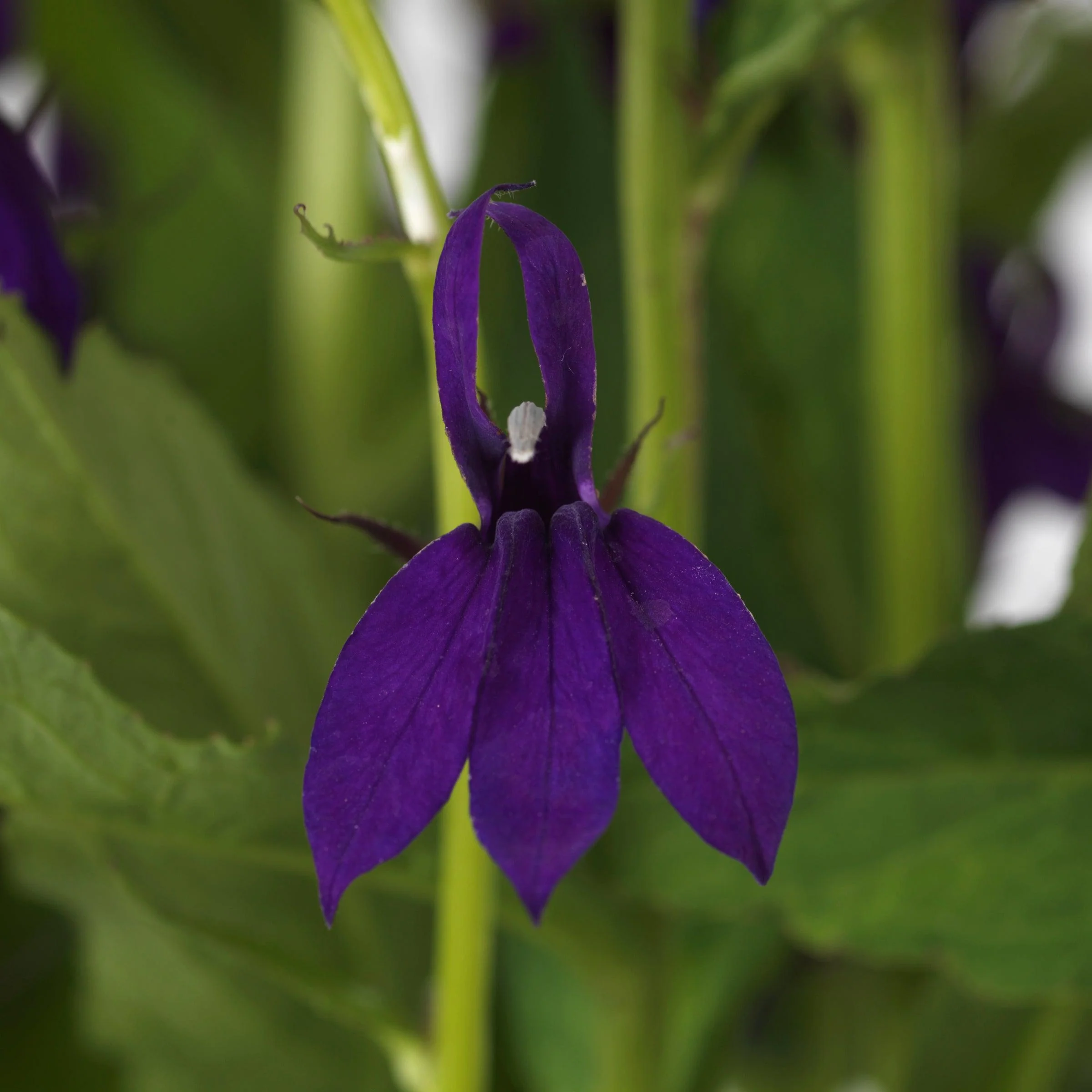 Cardinal Flower, Starship™ Blue Cardinal Flower - Image 2