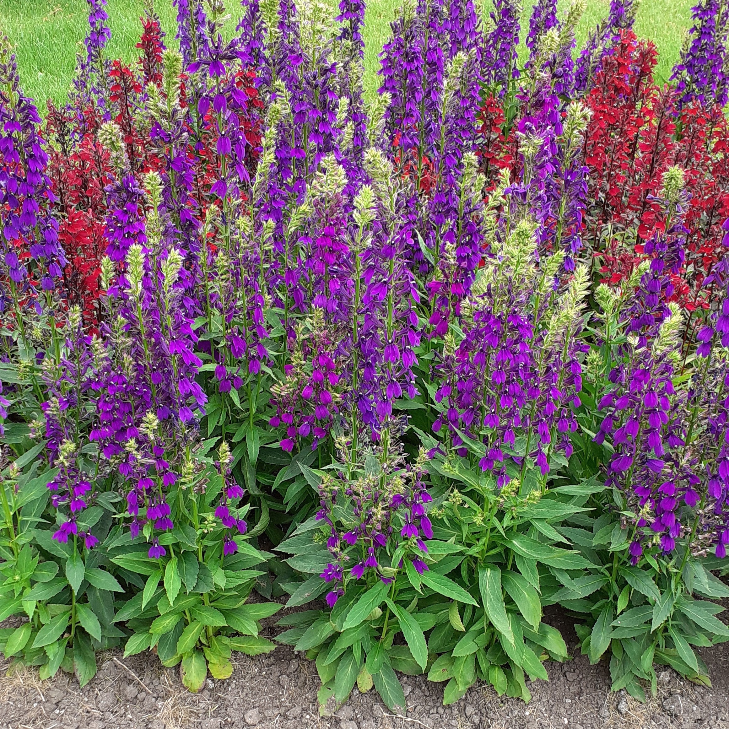Cardinal Flower, Starship™ Blue Cardinal Flower - Image 3