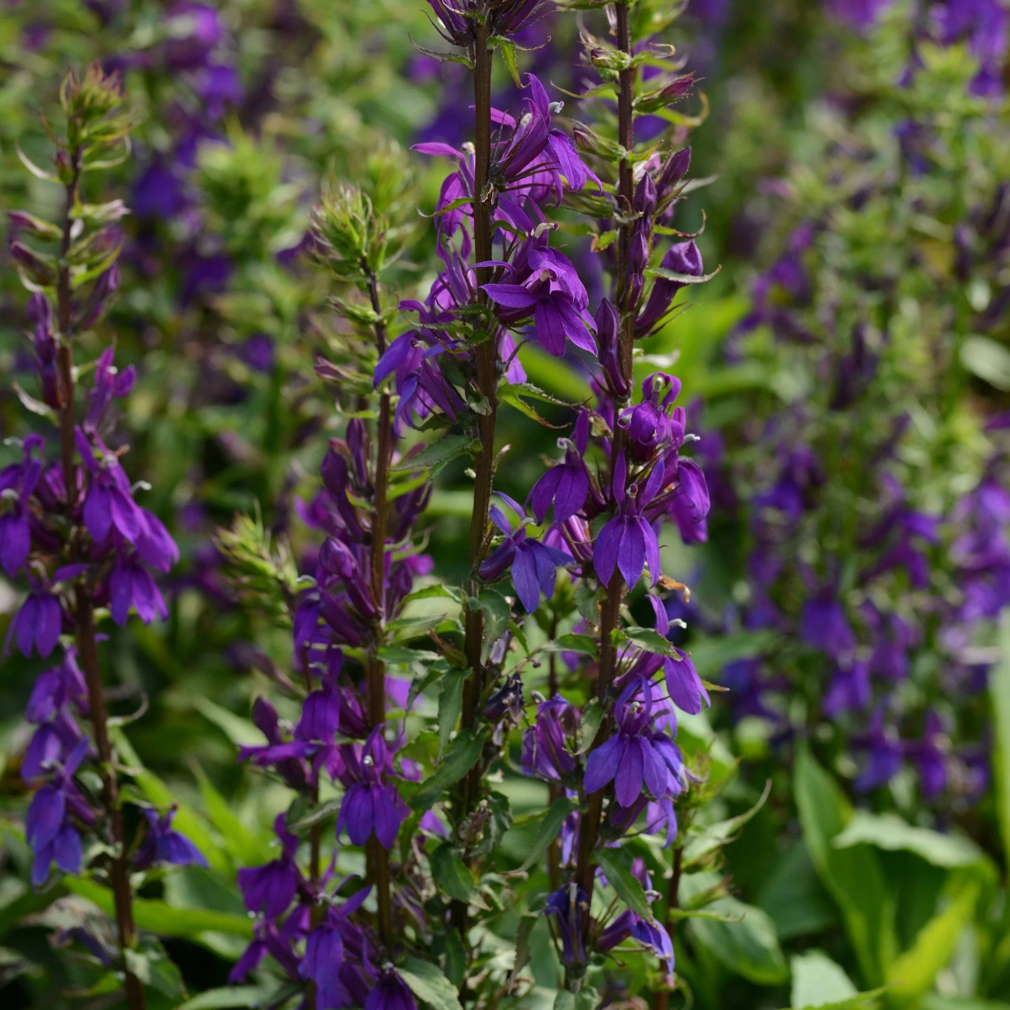 Cardinal Flower, Starship™ Blue Cardinal Flower - Image 4