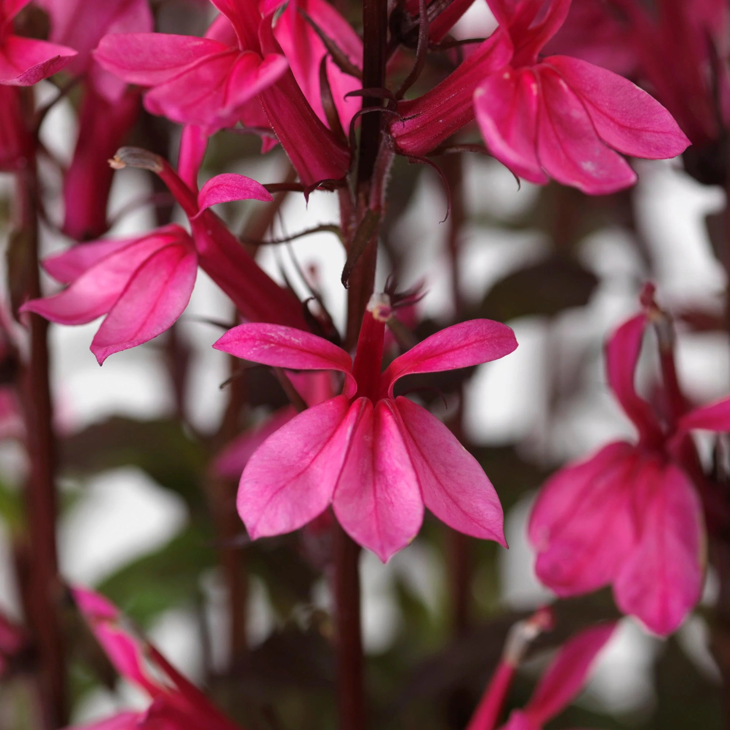 Cardinal Flower, Starship™ Rose Cardinal Flower