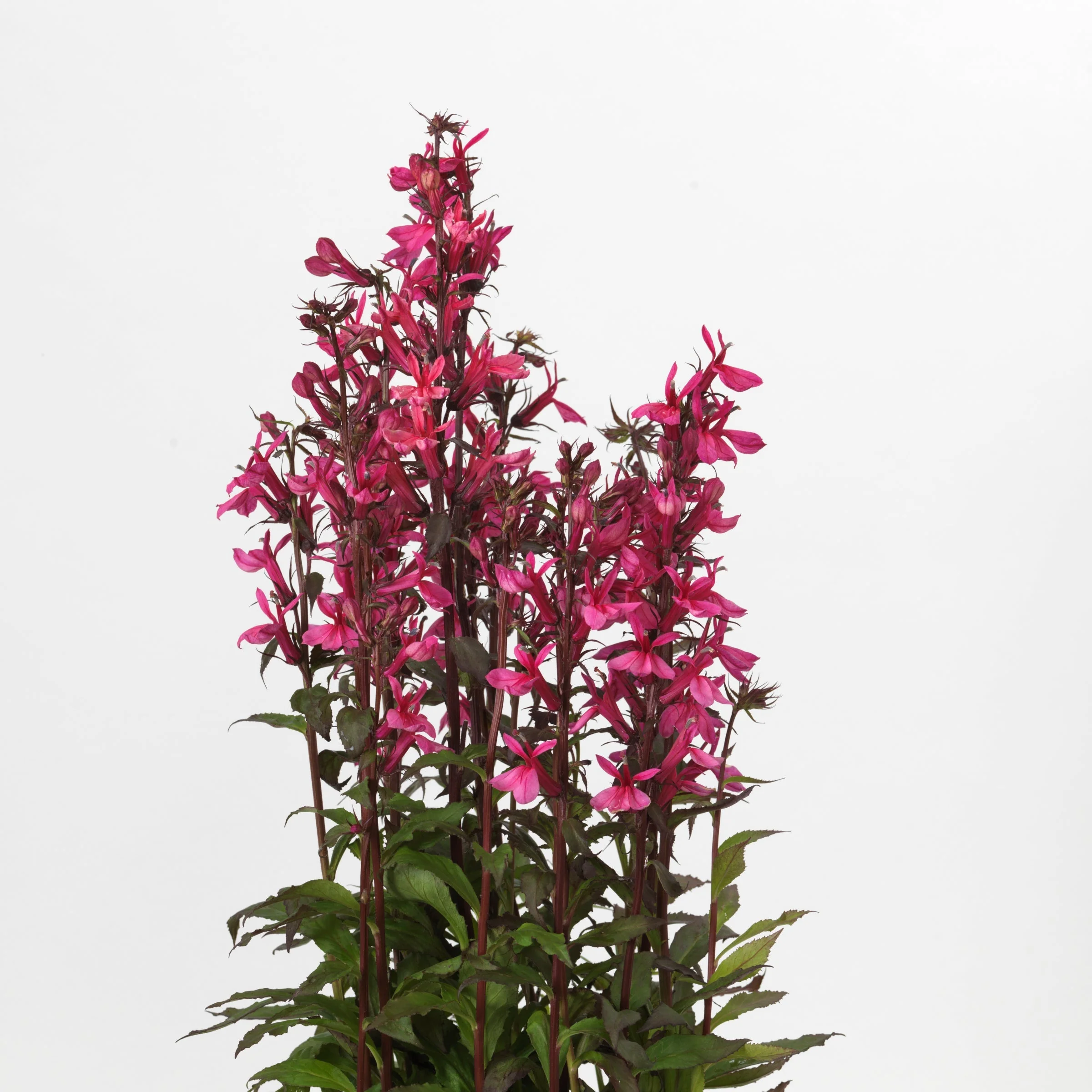 Cardinal Flower, Starship™ Rose Cardinal Flower - Image 2