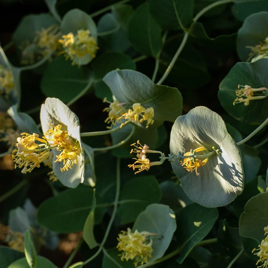 Honeysuckle, Kintzley's Ghost® Honeysuckle - Image 3
